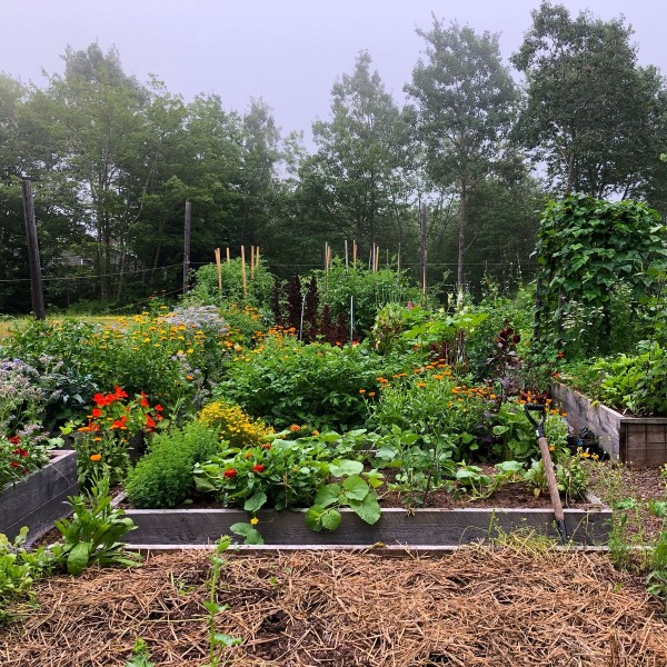 Niki Jabbour's vegetable garden