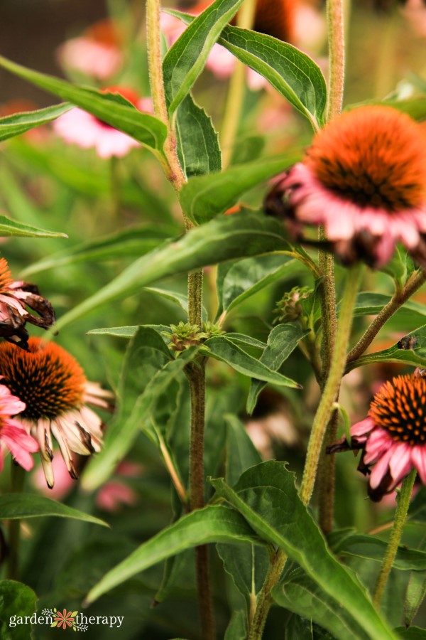 échinacées roses en fleurs