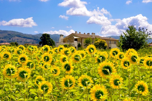 sunflower field