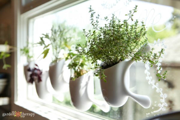 fenêtre jardin d'herbes aromatiques