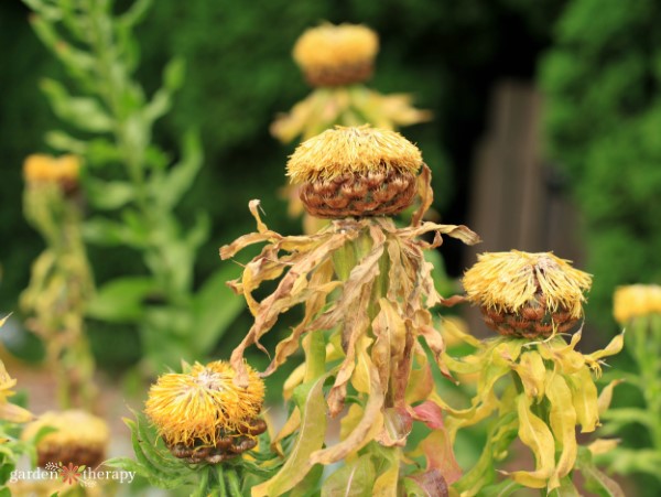 Centaurea macrocephala going to seed