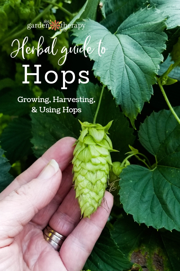 Hops flower with copy "Herbal Guide to Hops: Growing, Harvesting, and Using Hops"