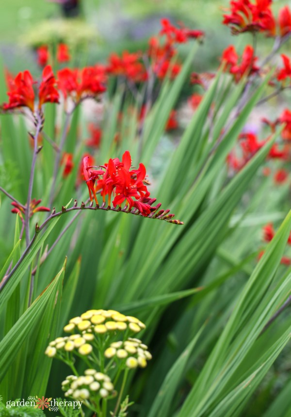 Crososmia flowers are growing