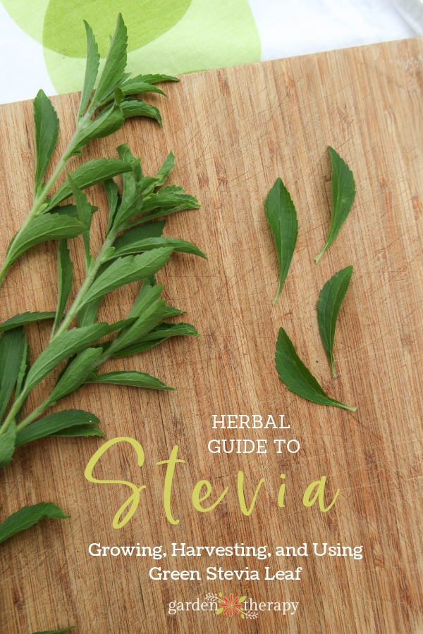 Fresh stevia sprigs on a wooden background with copy "Herbal Guide to Stevia: Growing, Harvesting, and Using Green Stevia Leaf"