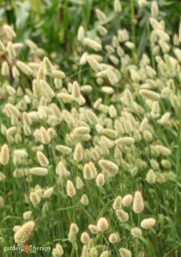 Bunny Tail Grass