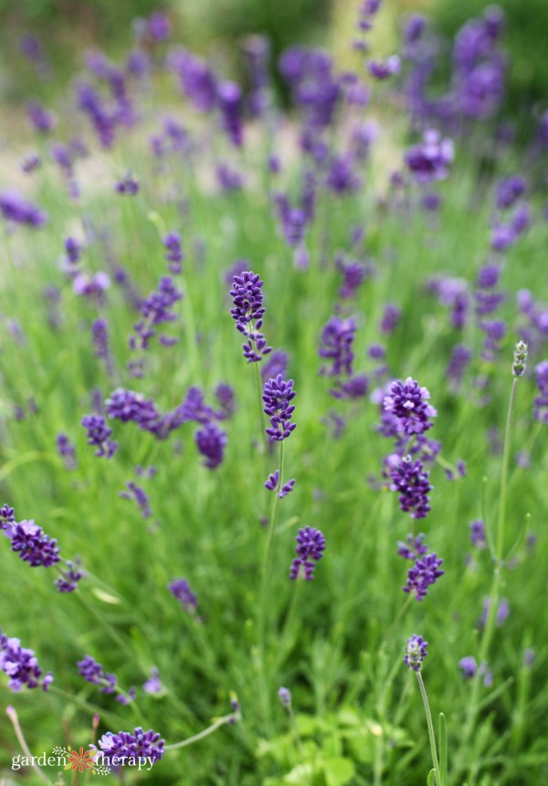 Lavender blooming in the dried flower arranging garden