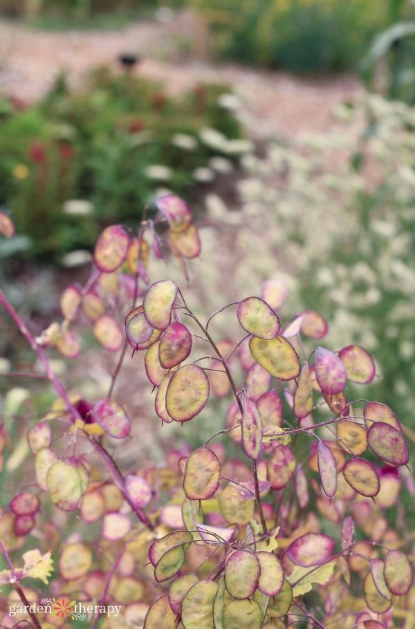 Lunaria seed pods