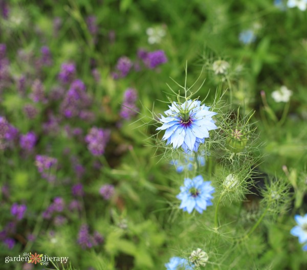 Nigella growing in front of lavender in a cut flower garden