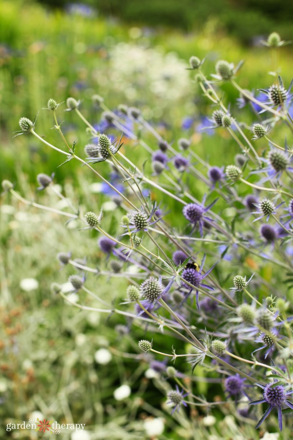 Sea holly seed heads