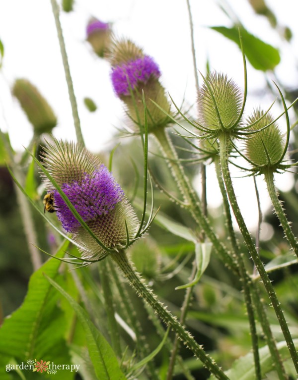 A bee pollinating a wild teasel plant