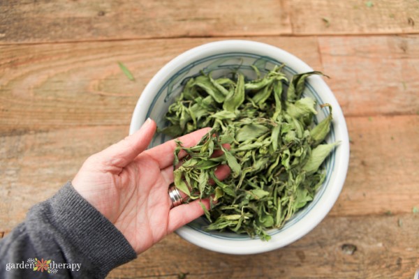 Hand lifting dried stevia leaves out of a bowl