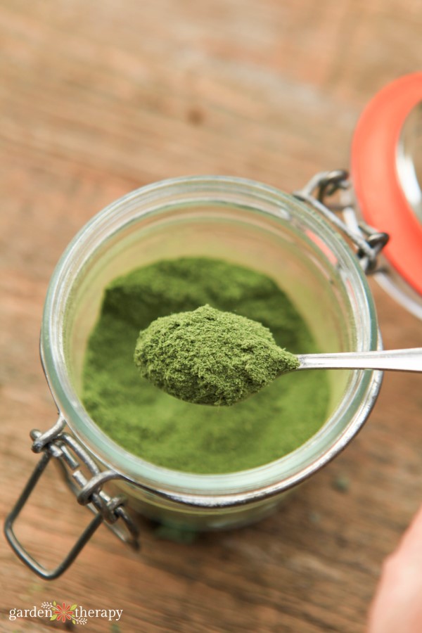 a spoonful of DIY dried stevia leaf powder