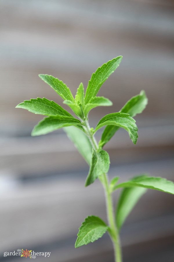 Stevia plant growing in a backyard