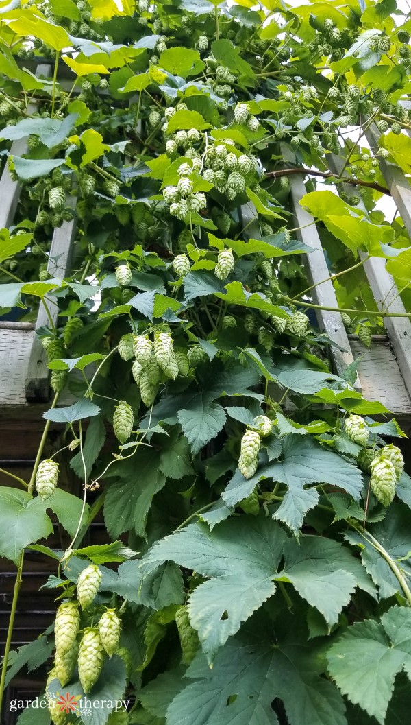 Hops plant growing up a trellis