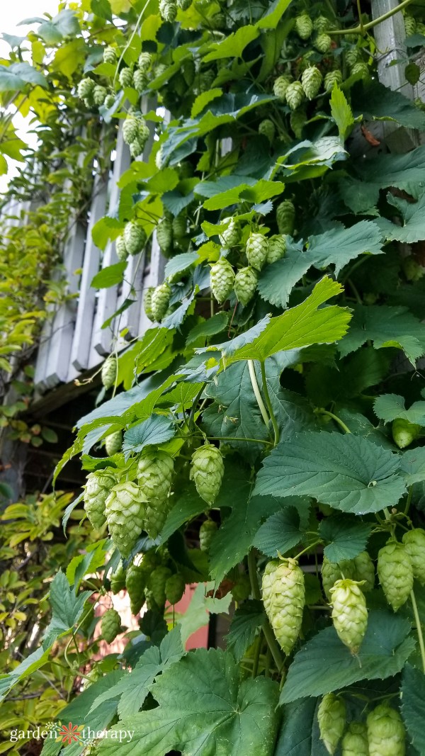 Hops plant growing on the side of a house