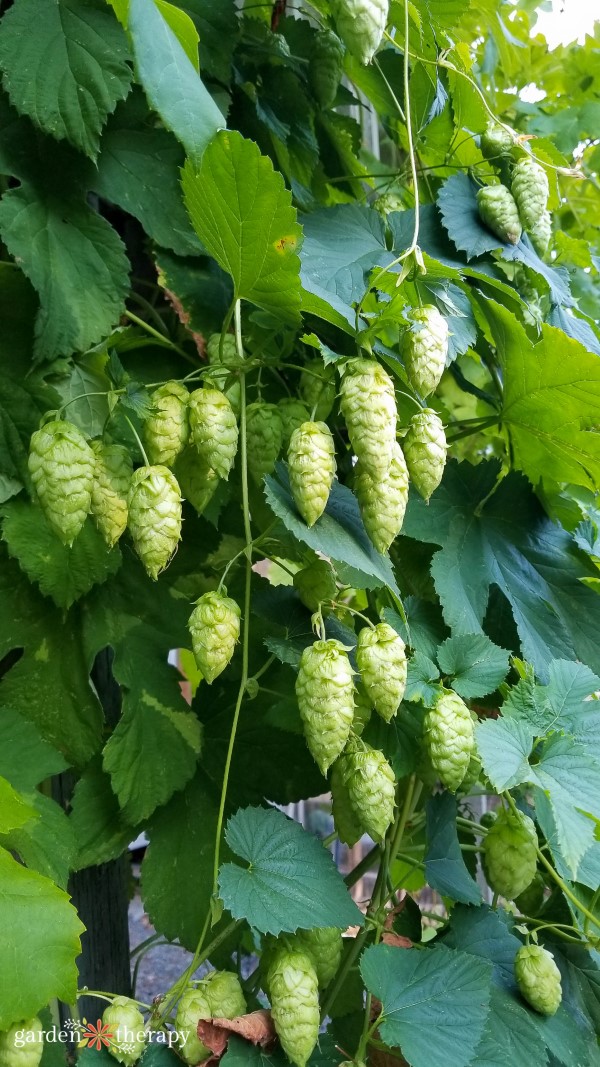 hops growing in the garden