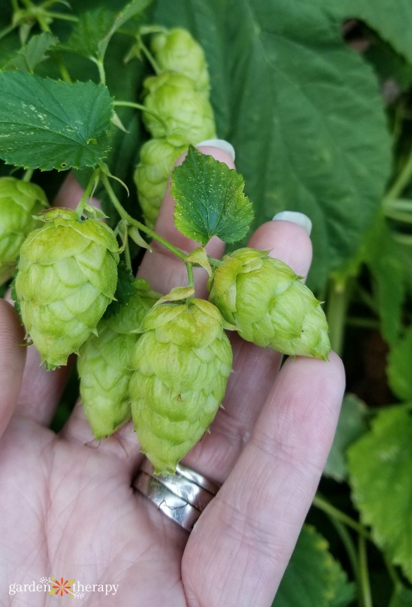 Hand holding hops still on the vine