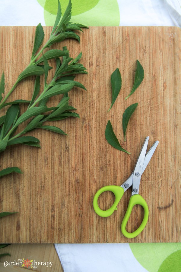 Stevia sprigs next to scissors and freshly snipped individual leaves