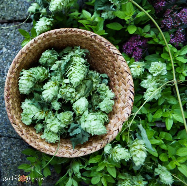 Flores de lúpulo cosechadas en una cesta