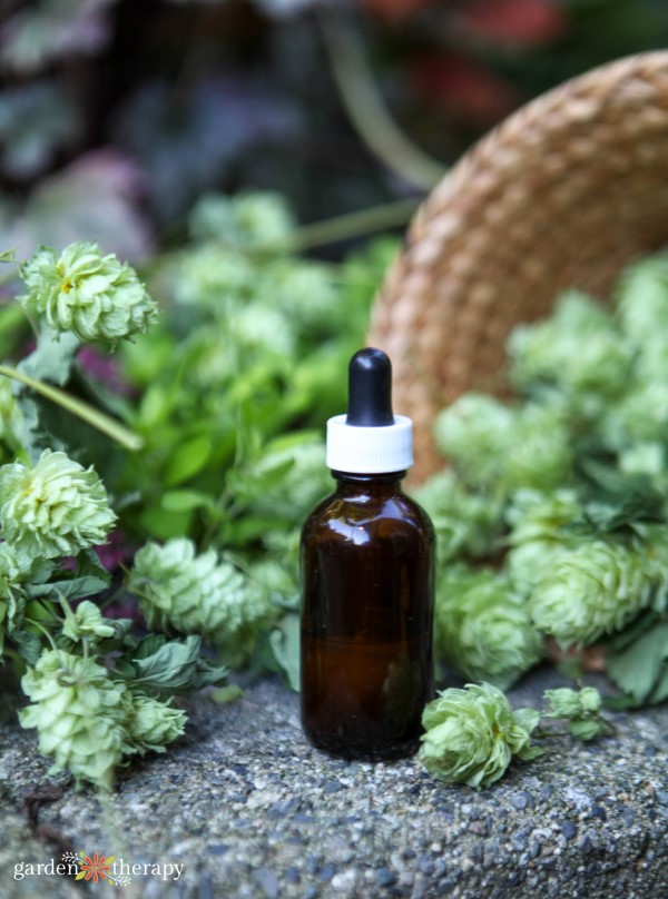 hops flowers and tincture