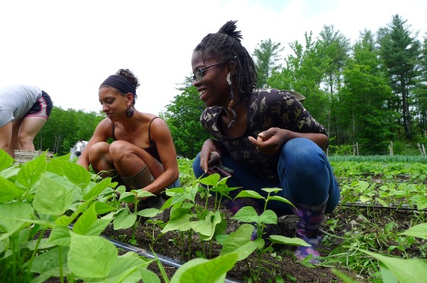 gardening at Soul Fire Farm