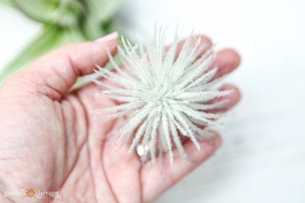 Snowball type of air plant in a hand