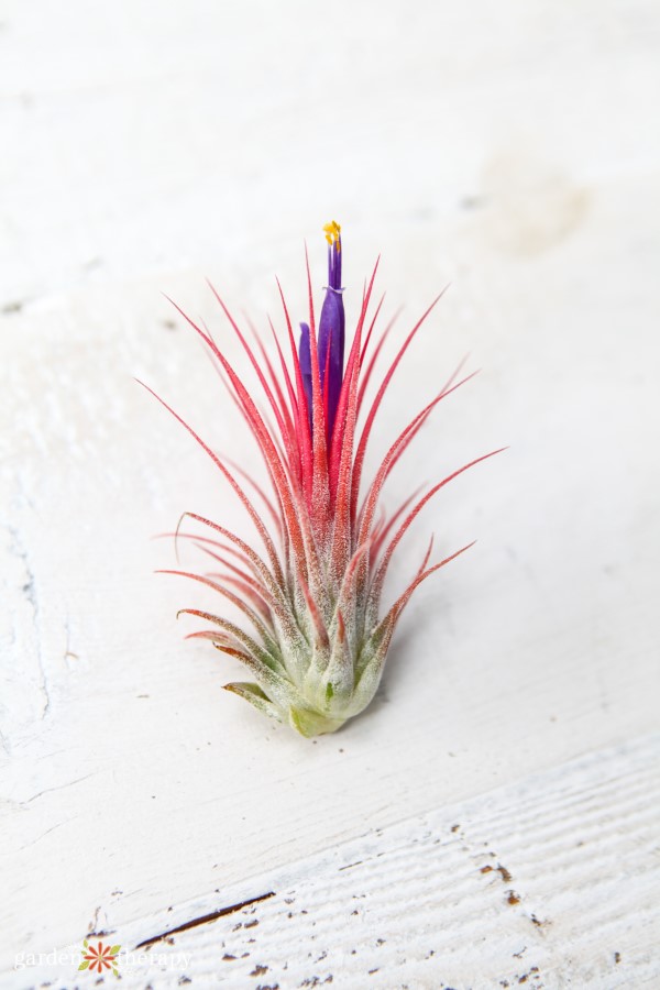 Conehead air plant with bright pink leaves and purple flower