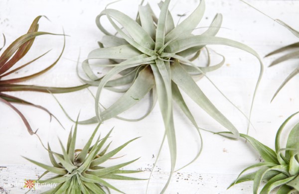 verschillende variëteiten tillandsia