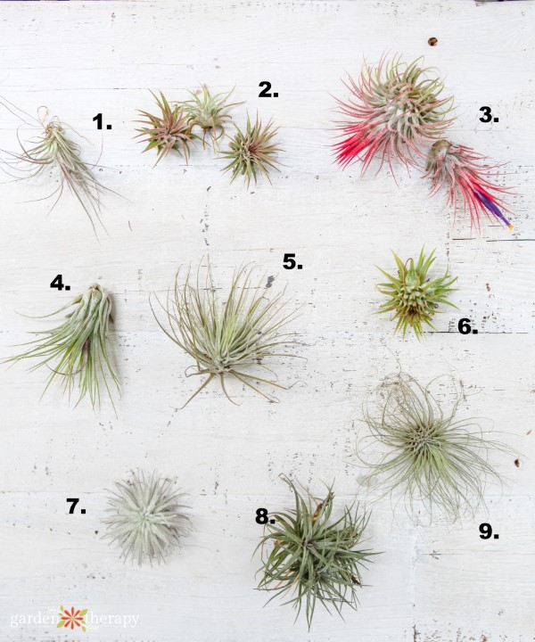 Tillandsia-Sorten