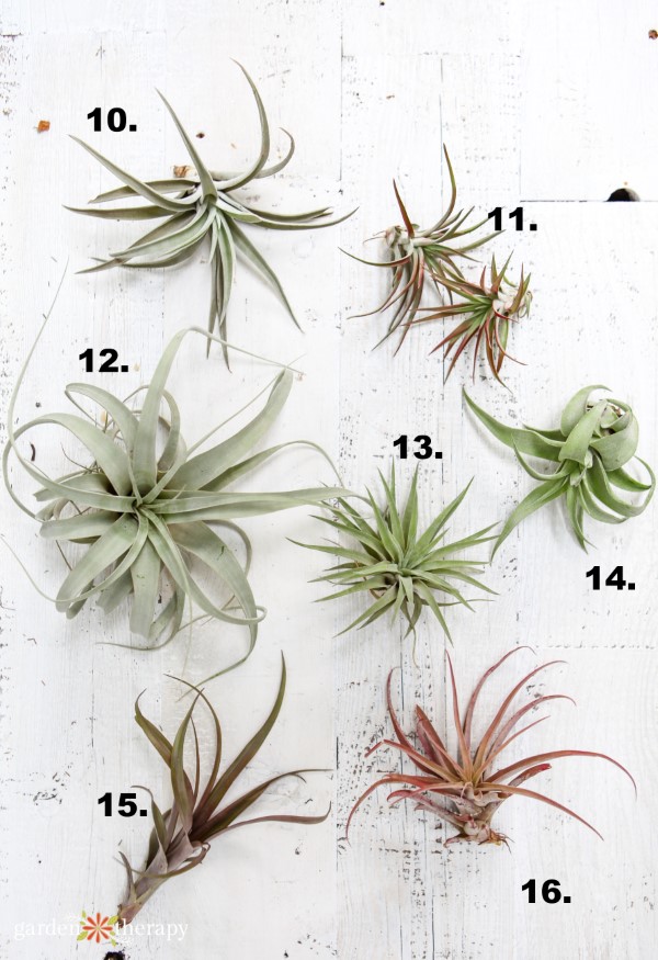 common air plant varieties