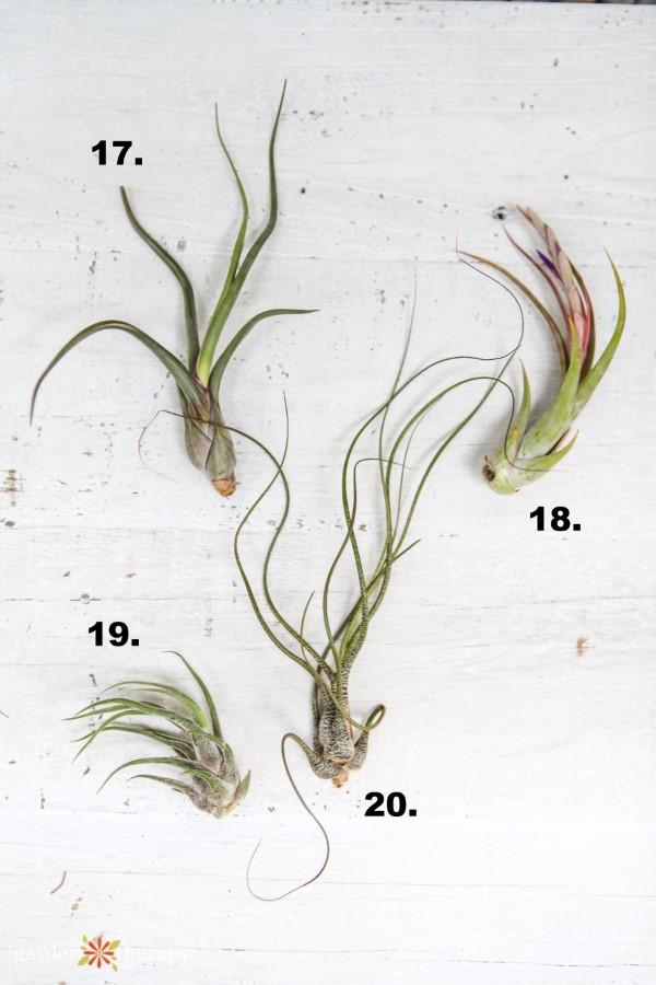 variedades de plantas de aire grandes