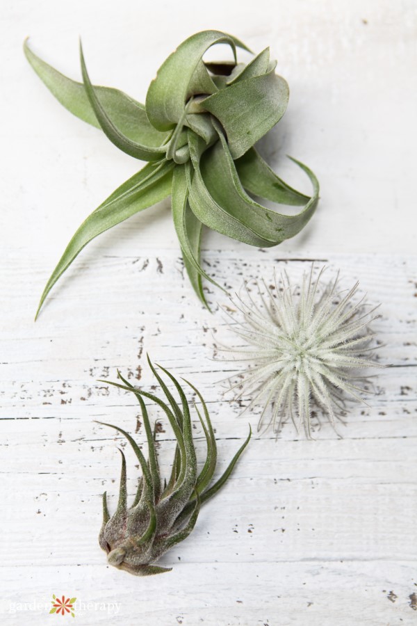 TILLANDSIA DIFFERENTES VARIETES