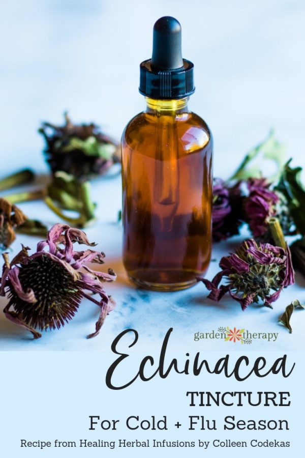 Echinacea Root and Flower Tincture for Cold and Flu Season Garden Therapy