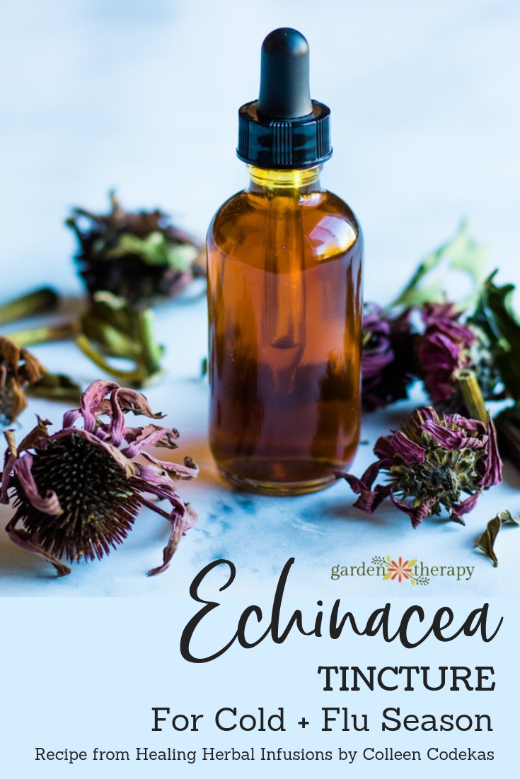 Echinacea Tincture for Cold and Flu Season