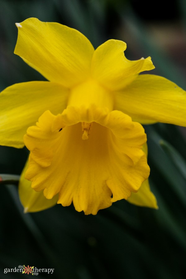 Close up of a yellow daffodil bloom