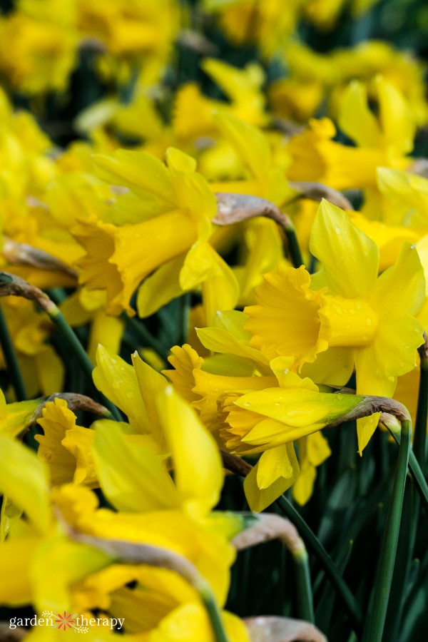 Rows of the daffodil flower