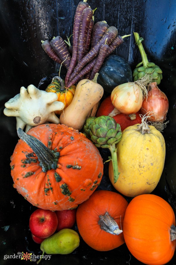 Fall garden Harvest of Pumpkins artichoke squash carrot