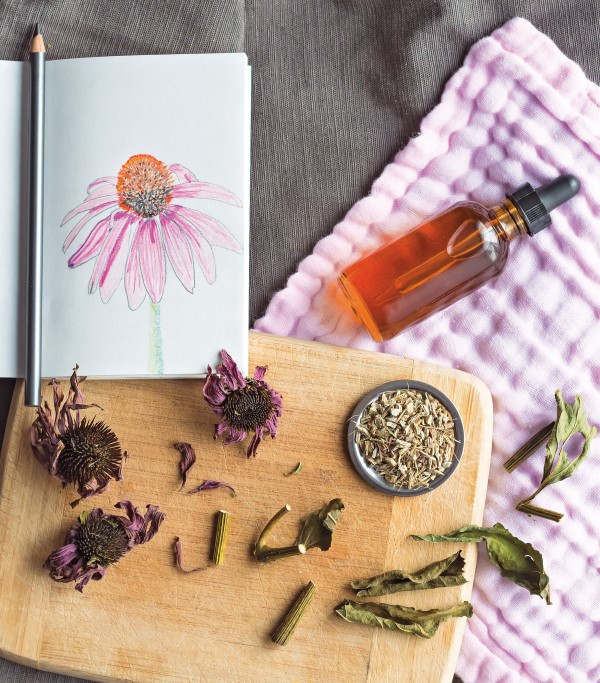 echinacea medicinal tincture with ingredients and illustration of a coneflower