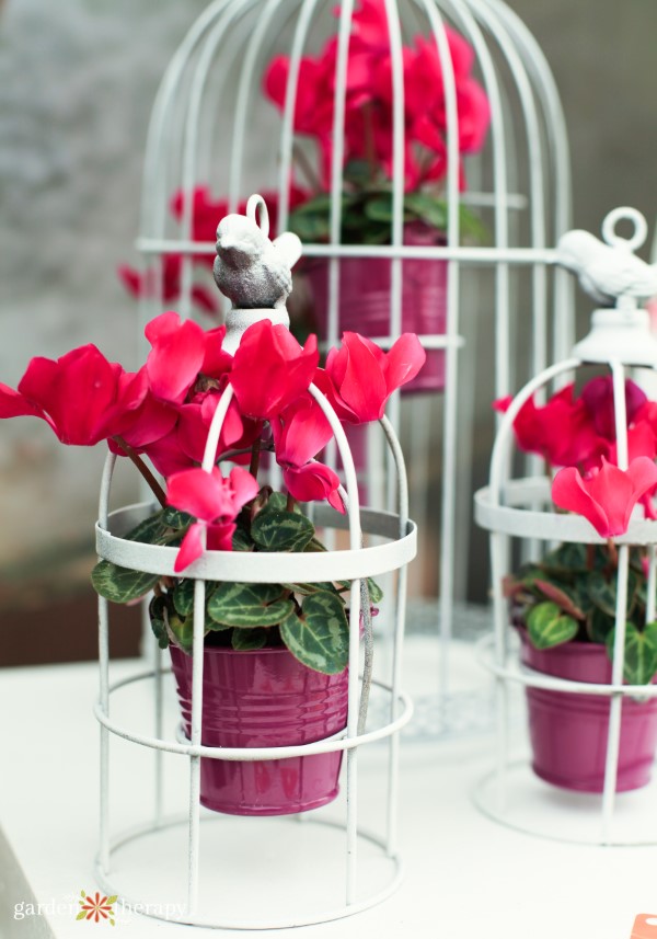 Houseplants that are toxic to pets: cyclamen