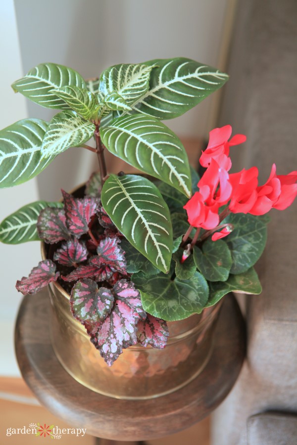 Watering houseplants 