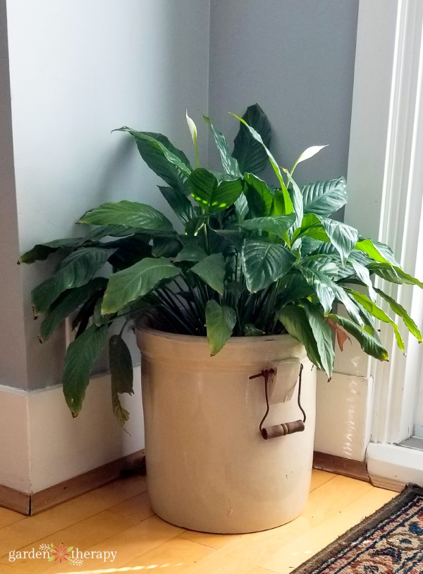 Peace lily indoors