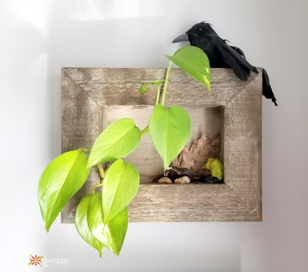 houseplants in a wooden frame