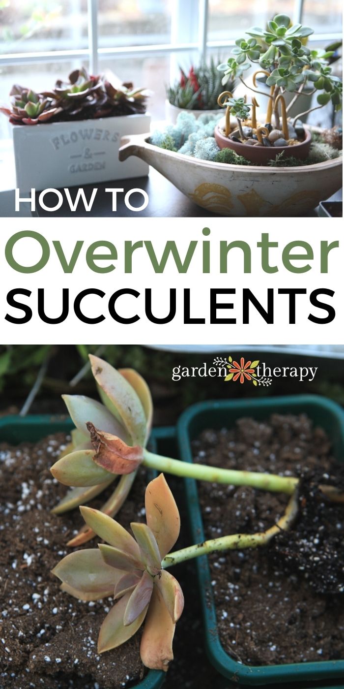 Succulents in winter outside and indoors in pots