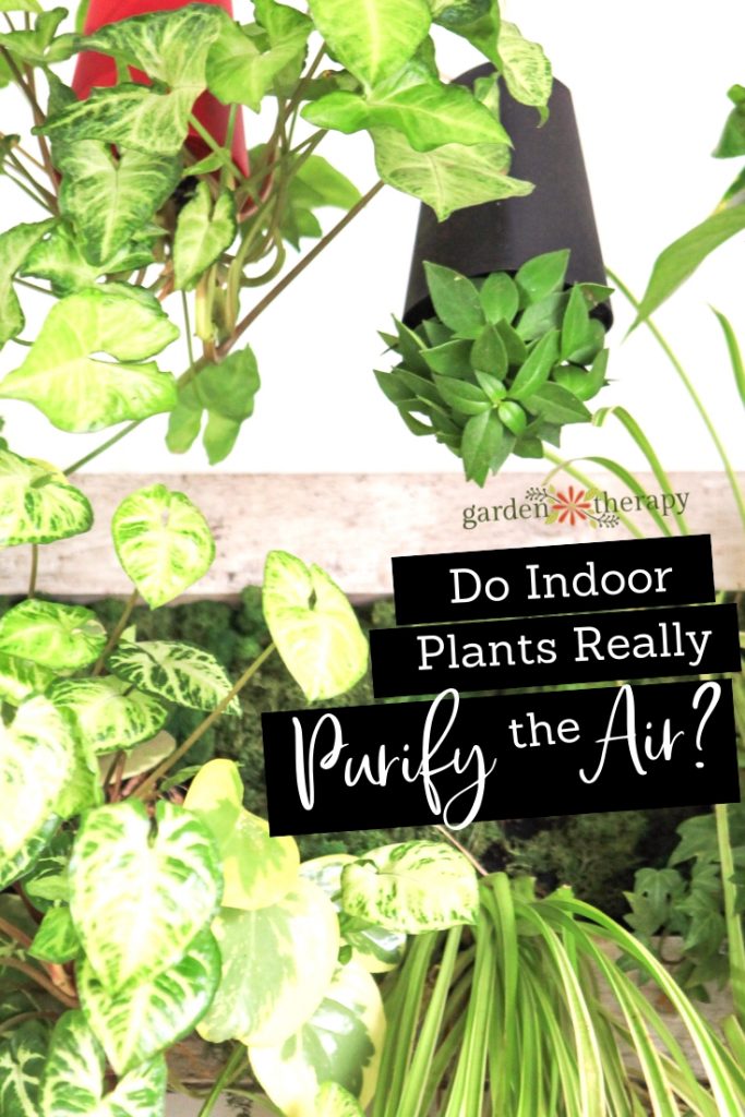 Do Indoor Plants Really Purify the Air?