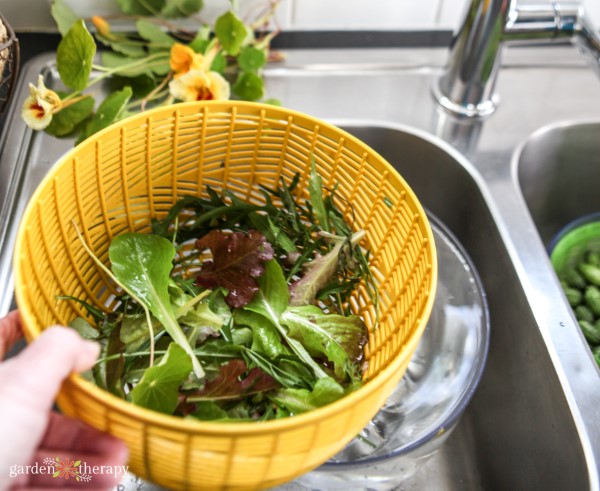 freshly washed vegetable greens in a salad spinner