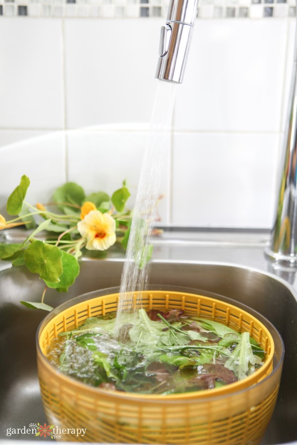 Washing leafy greens in the sink with tap water