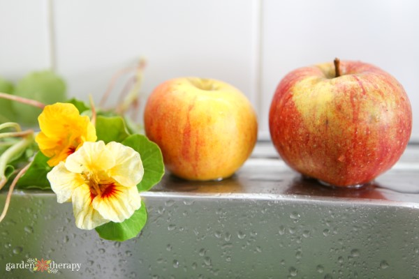 Apples and nasturtiums on the side of a kitchen sink, ready for washing