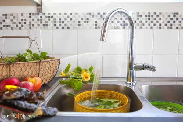 Washing leafy greens in the kitchen sink