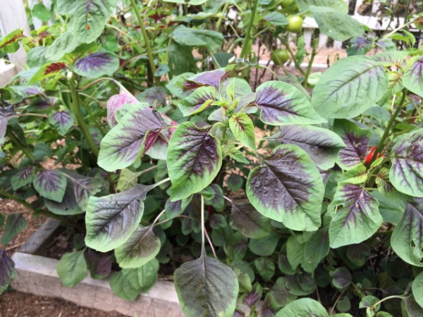 Amaranth plant with variegated green and purple leaves
