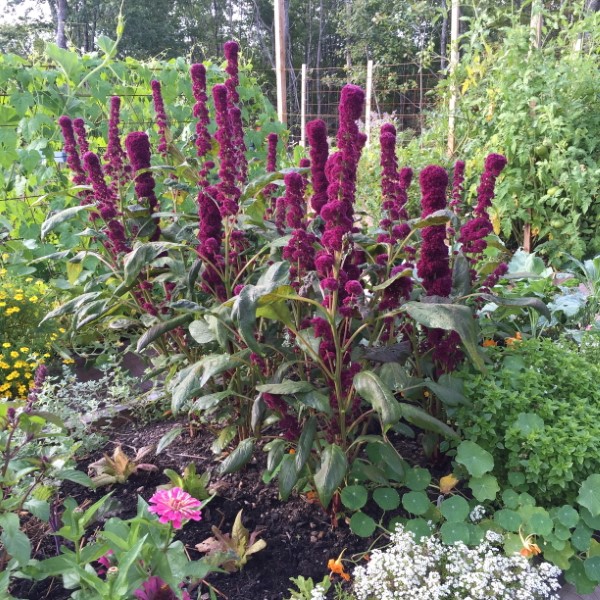 purple flowering amaranth